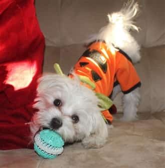maltese-dog-chewing-on-toy